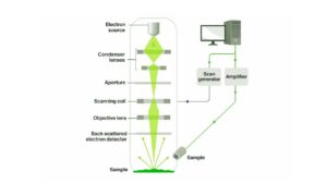 Scanning Electron Microscopy (SEM)