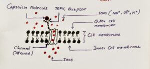 How Capsaicin Triggers Heat Signals – TRPV1 Receptor Chemistry